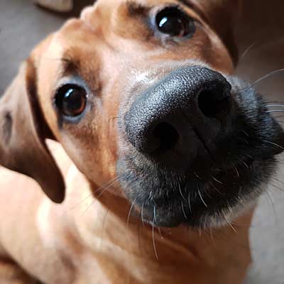 nasenarbeit hundeschule